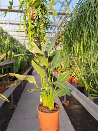 STRELITZIA REGINAE P24