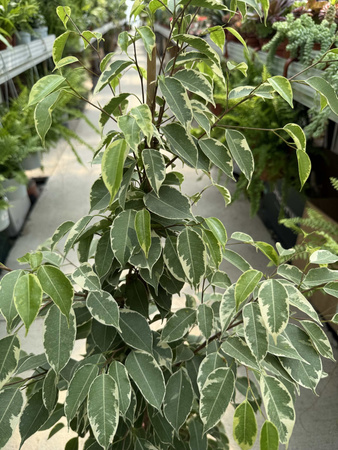 FICUS BENJAMININA GOLDEN KING P21