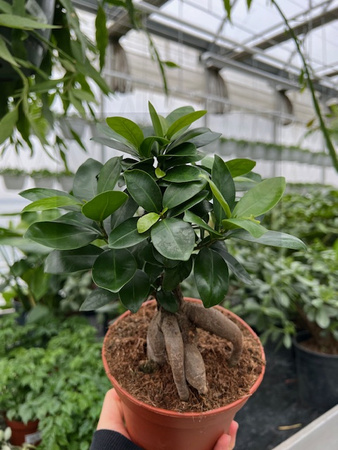 FICUS GINSENG P15