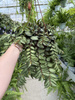 PELLIONIA REPENS P17