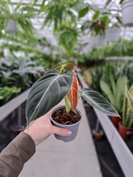 PHILODENDRON MELANOCHRYSUM P9