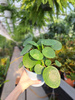 PILEA - PIENIĄŻEK P13