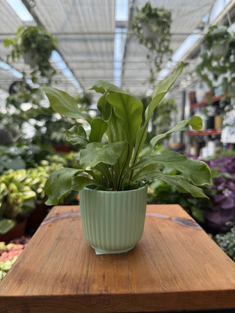 OSŁONKA RYFLOWANA MINI MIĘTA P6