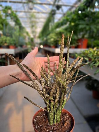 EUPHORBIA PLATYODIA P12