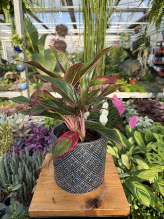 AGLAONEMA CRETE P12