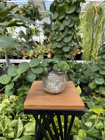 OSŁONKA SILA EGG POT GREEN P8