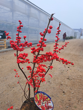 OSTROKRZEW OKÓŁKOWY