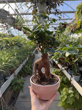 FICUS MICROCORPA GINSENG P16