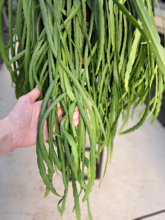 LEPISMIUM BOLIVIANUM P21