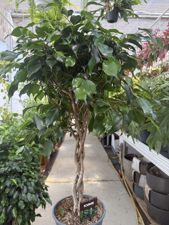 FICUS BENJAMINA DANIELLE  NA PNIU P21