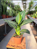 DIEFFENBACHIA GREEN MAGIC P12