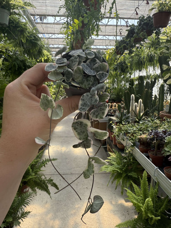 CEROPEGIA WOODI  VARIEGATA P6