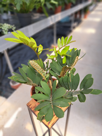 ZAMIA FURFURCEA - SAGOWIEC JAMAJSKI P22