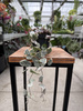 CEROPEGIA WOODI  VARIEGATA P8,5