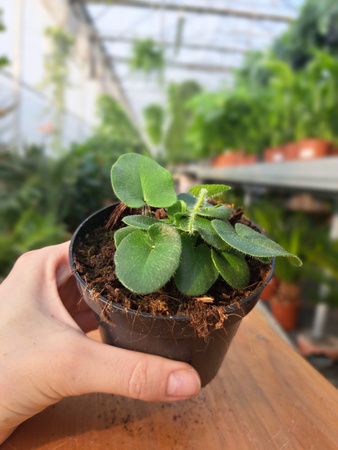 PAPROĆ HEMIONITIS ARIFOLIA P9