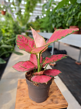 AGLAONEMA RED JOY P12