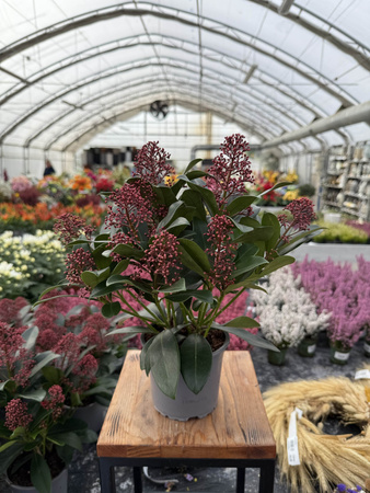 SKIMMIA RUBELLA P12