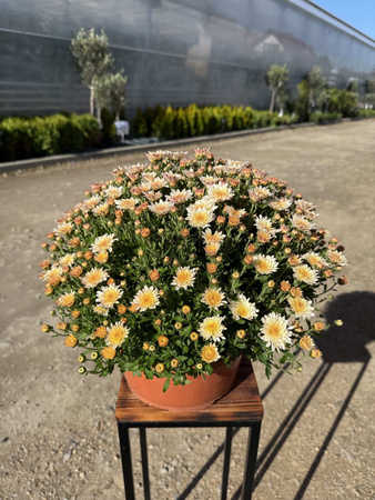 CHRYZANTEMA DROBNOKWIATOWA KREMOWA