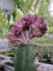 EUPHORBIA CRISTATA P10