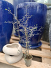 COROCIA COTONOASTER P6