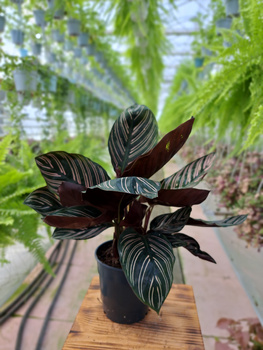 CALATHEA SANDERIANA P12