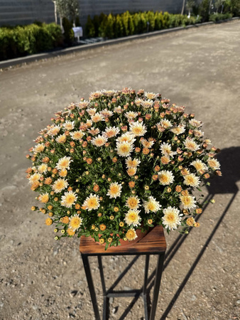 CHRYZANTEMA DROBNOKWIATOWA KREMOWA