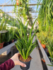 SANSEVIERIA LILLIPUT P9