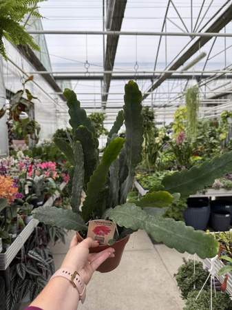 EPIPHYLLUM SARAH COURANT P15