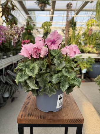 CYCLAMEN RÓŻOWY JASNY P12