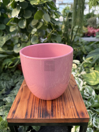 OSŁONKA PACIFIC RÓŻ P13