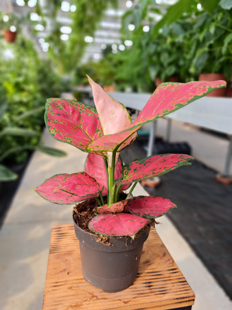 AGLAONEMA RED JOY P12