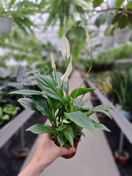 SPATHIPHYLLUM CHOPIN P9