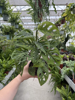 MONSTERA ADANSONII P11