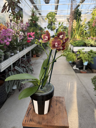 PHALENOPSIS LIMITED 04 P12