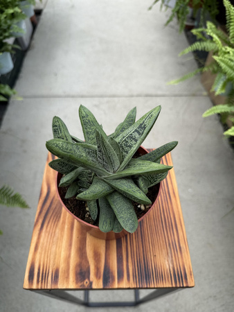 GASTERIA LITTLE WARTY P12