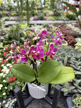 PHALENOPSIS AROMIO FRUITY MINI P7 PROMOCJA