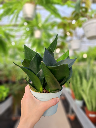 SANSEVIERIA HAHNII P12