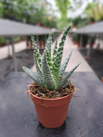 ALOE HUMILIS P5.5