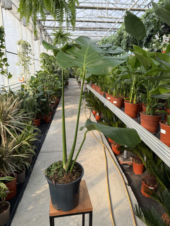 MONSTERA DELICIOSA BIG FORM P19
