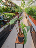 PHILODENDRON FLORIDA BRONZE P19