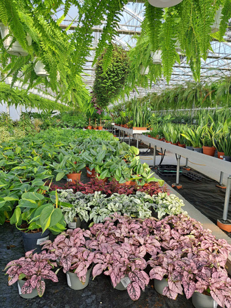 HYPOESTES BIAŁY - NIEDOŚPIAN P9