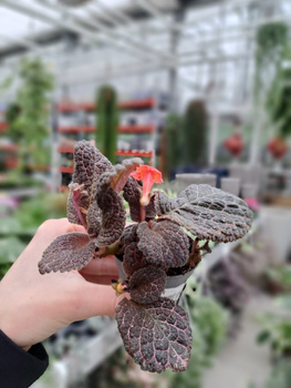 EPISCIA BRĄZOWA P6