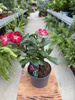 ADENIUM OBESUM RED P13