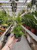 ASPARAGUS PLUMOSUS P12