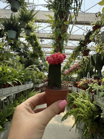 GYMNOCALCIUM MIHANOVICHII PINK P5,5