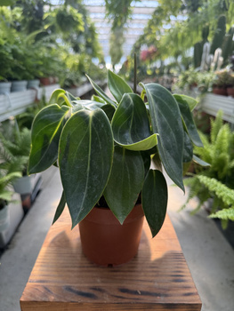 PEPEROMIA VANILLA P12
