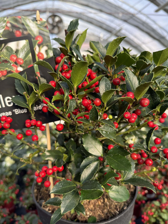 OSTROKRZEW KOLCZASTY  BLUE MAID P24