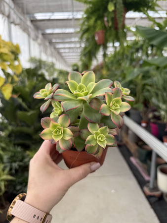 AEONIUM KIWI P10