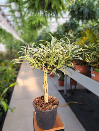 DRACENA  REFLEXA BRAIDED STEM P19
