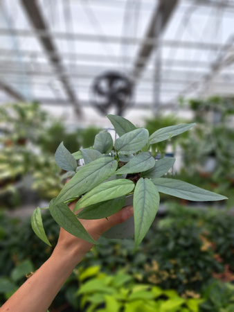 SCINDAPSUS CEBU BLUE P12